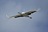 Crane on the wing