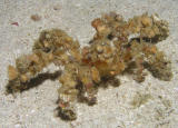 Some kind of decorator crab