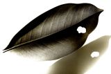 Leaf Study