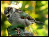 Cute lil Sparrow