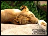 Lioness Rest