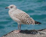 Young Seagull