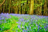 Bluebell Wood