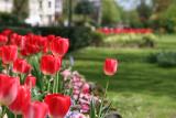 Canterbury tulips