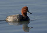 Redhead Duck, Shoreline