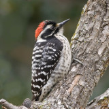 Nutalls Woodpecker, Backyard