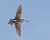 Short-billed Dowitcher, Baylands