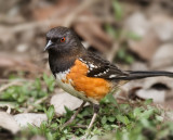 Spotted Towhee, Backyard