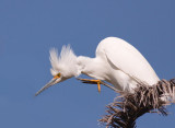 Snowy Egret, Baylands