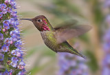 Annas Hummingbird, Baylands
