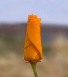 California Poppy