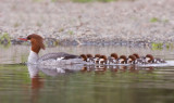 Common Merganser, Vasona