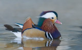 Mandarin Duck, Vasona