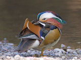 Mandarin Duck, Vasona