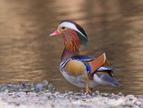 Mandarin Duck, Vasona