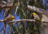 Bullocks Orioles, Ed Levin