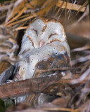 Barn Owl, McClellan Ranch