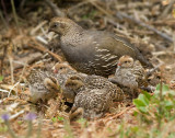 California Quails, Rancho San Antonio