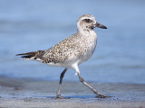 Black-bellied Plover, Half Moon Bay