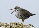 Wandering Tattler, Half Moon Bay