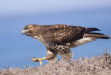 Red-tailed Hawk, Half Moon Bay