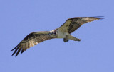 Osprey, Stevenson, WA