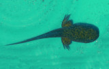 Tadpole, caught by Lexy