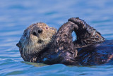 Sea Otter, Moss Landing