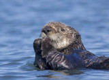 Sea Otter, Moss Landing