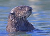 Sea Otter, Moss Landing