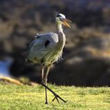 Great Blue Heron, Point Lobos