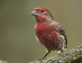 House Finch, Backyard