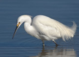 Snowy Egret, Shoreline Lake