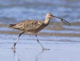 Long-billed Curlew, Moss Landing