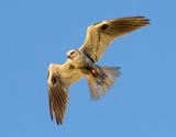 Adult  White Tail Kite