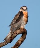 Juvenile White Tail Kite