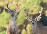 Bucks, Rancho San Antonio