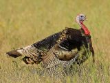 Wild Turkey, Rancho San Antonio