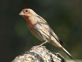 House Finch, Backyard
