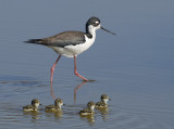 Black-necked Stilt, Alviso