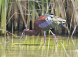 White-faced Ibis, Shoreline