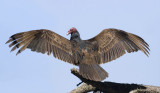 Turkey Vulture, Point Lobos