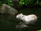 White tigers are found within South Asia, notably in India. Only 1 white tiger exists out of 10,000 normal orange tigers.