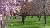 Cherry blossom trees in bloom at the Cherry Esplanade at Brooklyn Botanical Gardens in April.