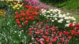 A rainbow array of spring tulips at the Brooklyn Botanical Gardens.