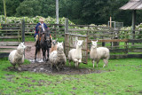 This cowboy opened a pen to let out alpacas and llamas into the corral.