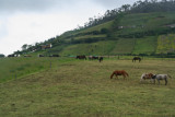 After breakfast, we re-boarded the Chiva Express from which I snapped this photo of cows grazing.