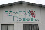Tambo Roses produces and exports a great number of rose varieties that are shipped all over the world.
