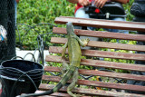This green iguana was climbing up a park bench.