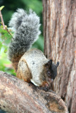 A squirrel was perched in a tree in Centennial Park.